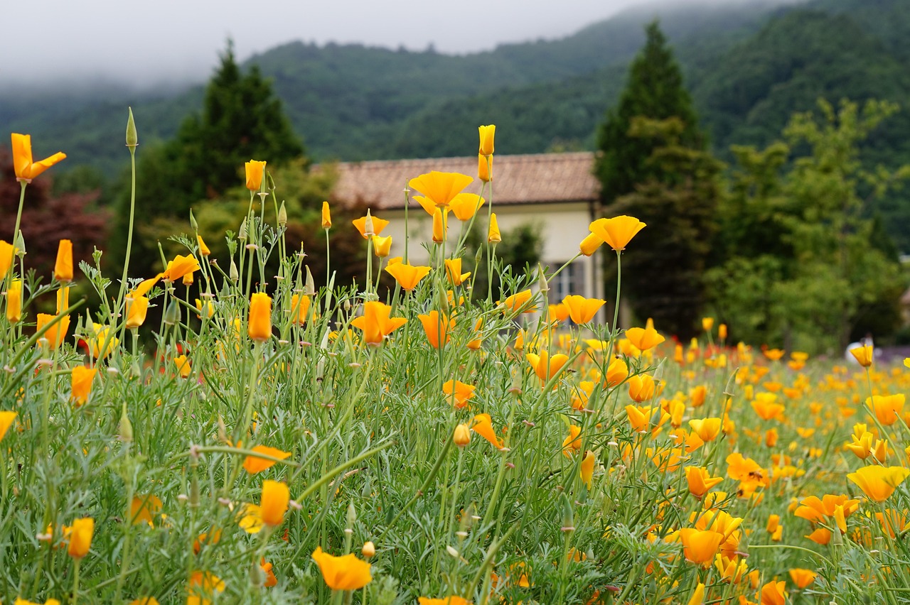 天翼云实名账号：火炬新公司注册代理