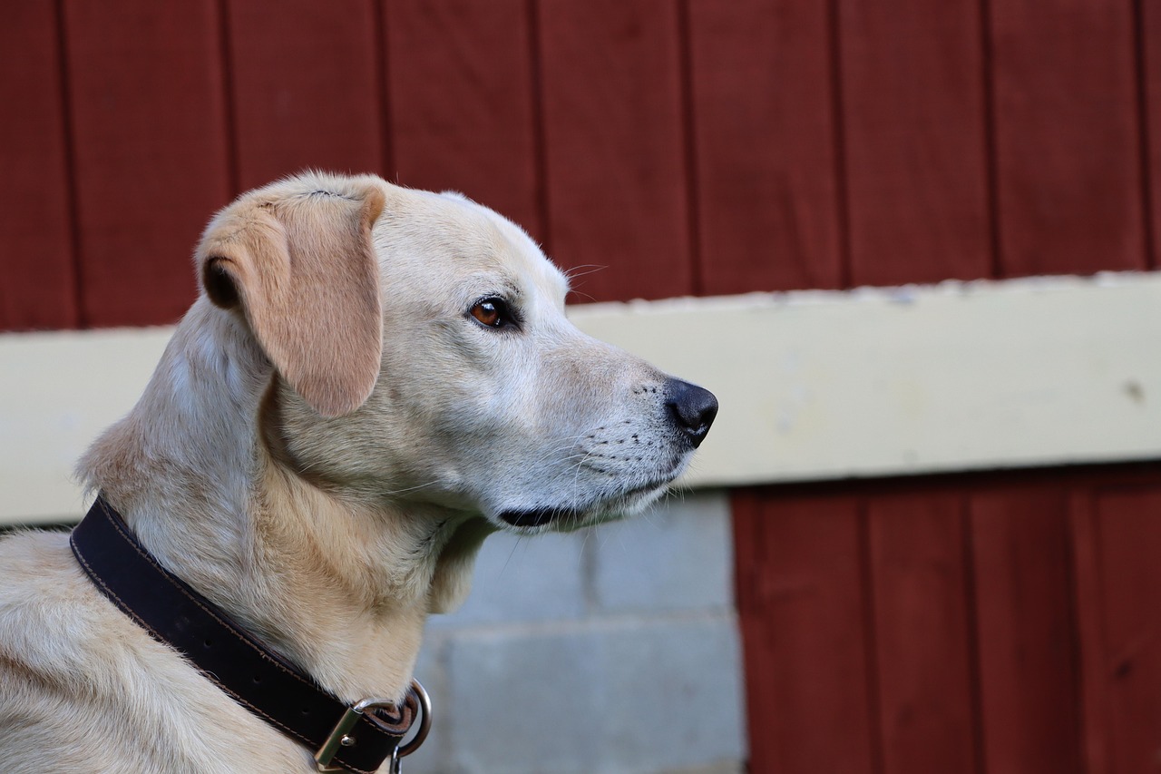 珍爱网实名账号:文成会计代理记账注册